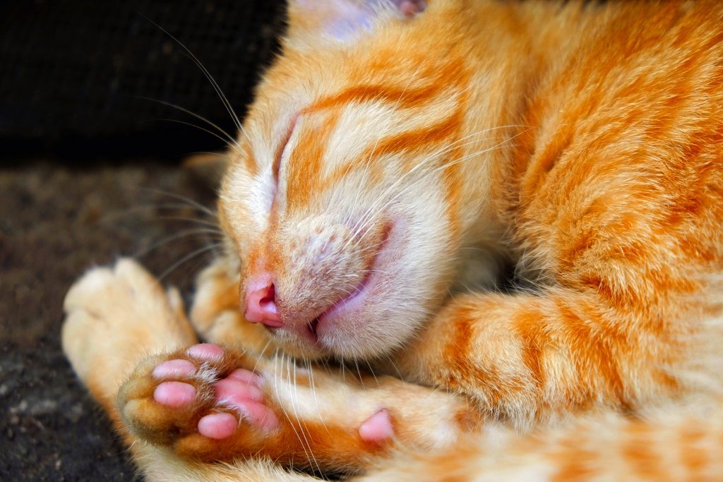 Gatito durmiendo